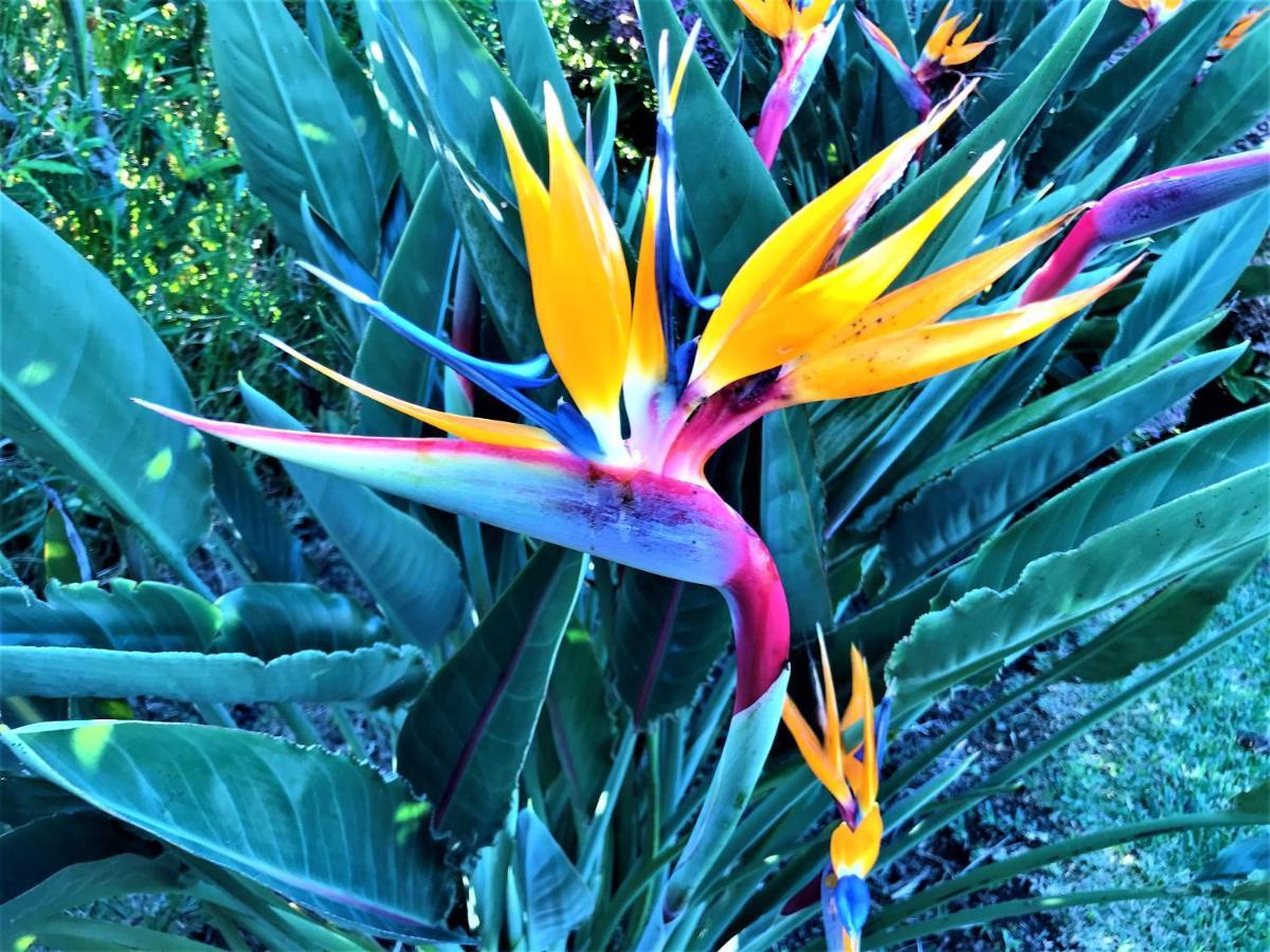 Surf Beach_Santa Barbara Secret Gardens 大里贝拉 外观 照片